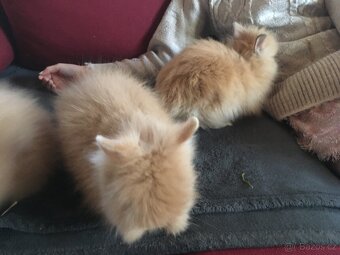 Zakrslý teddy dlouhosrstý již k odběru - luxusní mazlíčci - 4