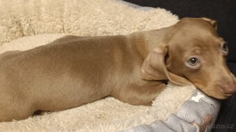 Jezevčík trpasličí pejsek bez PP - 4