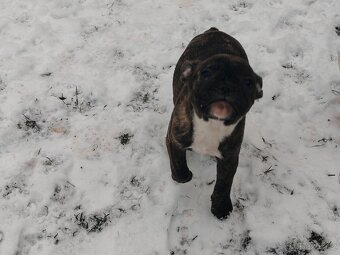 Francouzský buldočci - 4