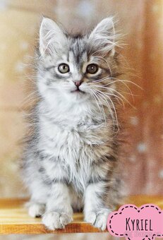 Sibiřská kočka s PP - 4