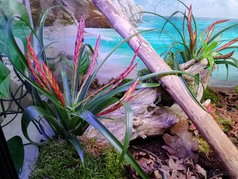 Paludarium - terarium - 4