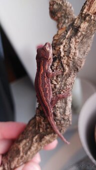 Rhacodactylus auriculatus 0.0.2 - 4