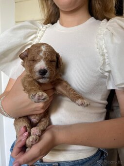 Štěňátka F2 Goldendoodle - 4