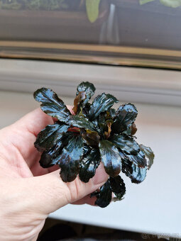 Becephalandra - 4