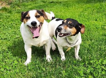 Jack russel terier - 4