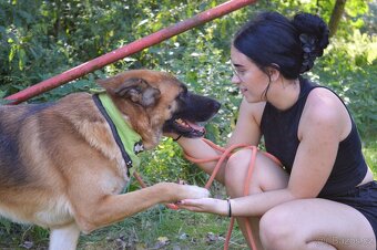 🐾 Tessar – mladý kříženec německého ovčáka a akita inu hled - 4