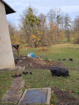 Selata vietnamské - 4