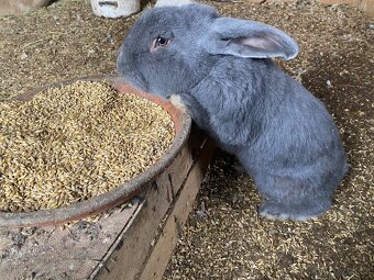 Králík Moravský modrý - 4