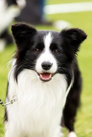 Krytí chovným psem plemene border kolie - 4