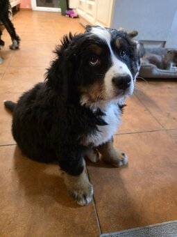 Bernský salašnický pes s PP - 4