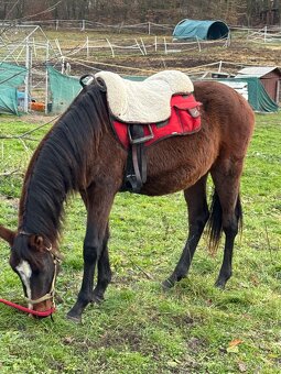 Hřebeček do rodiny - 4