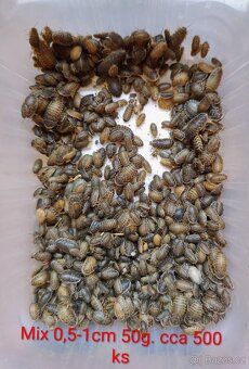 Šváb Argentinský - Blaptica Dubina - 4