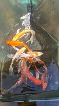 Koi kapr, karas, jeseter - 4