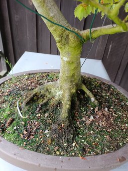 bonsai, bonsaj - 4