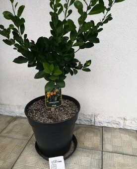 Citrusy, mandarinky. - 4