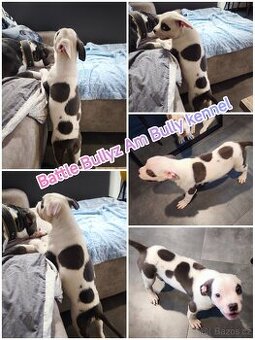 American Bully XL TOP rodokmen originál ABKC USA - 4