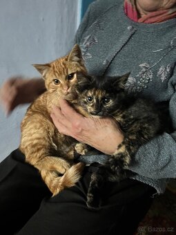 Daruji koťátka - 4