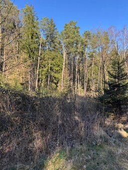 Prodám lesní pozemek v k.ú. Sedlečko u Soběslavě - 4