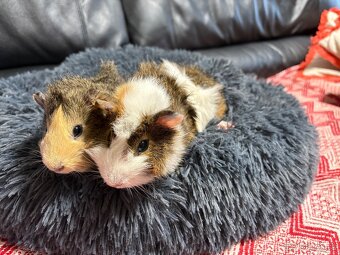 MORČE 🐹 , MORČATA , MORČÁTKA samci - 4