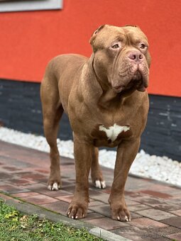American Bully XL s PP - 4