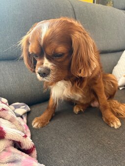 Ahoj, jmenuji se Miky 🐶 - 4