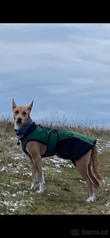 Peruánsky a Mexický naháč - 4