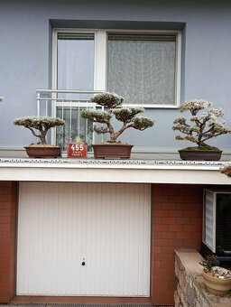 Borovice lesní (Pinus sylvestris compressa) - 4
