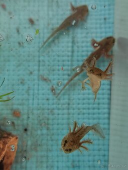 Axolotl - Mexický dráček - Axík Axelotl - 4