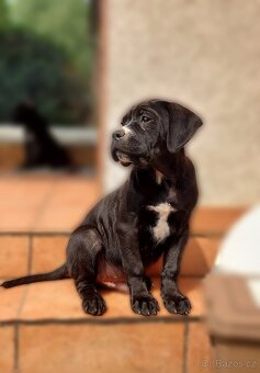 Bandog - 4