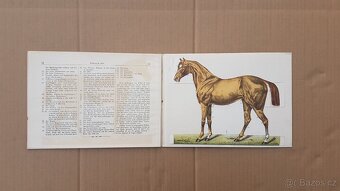Staré německé knihy kůň a domácí dobytek - skot, - 4
