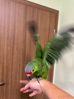 Krotký papoušek Amazoňan zlutolící - 4