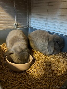 2 zakrslí králíčci- samec a samice - 4