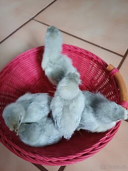 Prodám kuřátka araukany levandulovy - 4