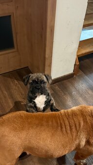 Prodam buldočka - 4