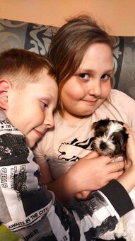 Black and tan , Biewer a Biro Yorkshire Terrier s PP - 4