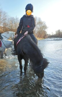 Pony valach - 4