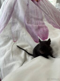 Osmák degu - 4