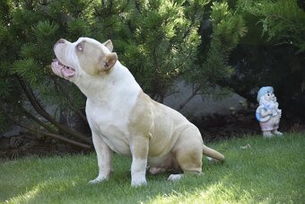 American bully s PP - 4