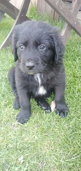 Štěně Labrador černý pejsci - 4