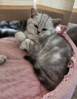 Britská koťátka WHISKAS - 4