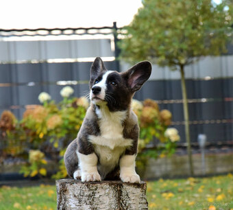 Welsh Corgi Cardigan Chlapec je připraven k vyzvednutí - 4