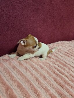 ČIVAVA KRÁTKOSRSTÁ MINI FENEČKA - 4