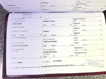 Prodám klisnu ČT - 4