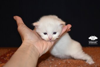Ragdoll s PP – creme/red kocourek na výstavy a chov - 4