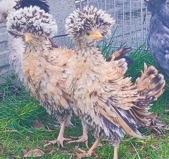 Paduánka hladká x kadeřavá násadová vejce - 4
