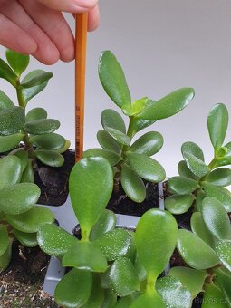 Tlustice vejčitá (Crassula ovata) - 4