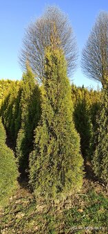 Thuja, Tůje - 4