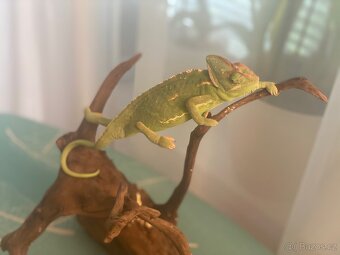 Chameleon jemenský - 4