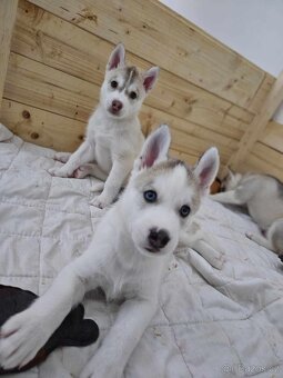 Prijímame rezervácie na šteniatka Sibírskeho Husky na jeseň - 4