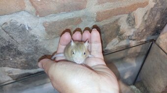Osmák degu - 4